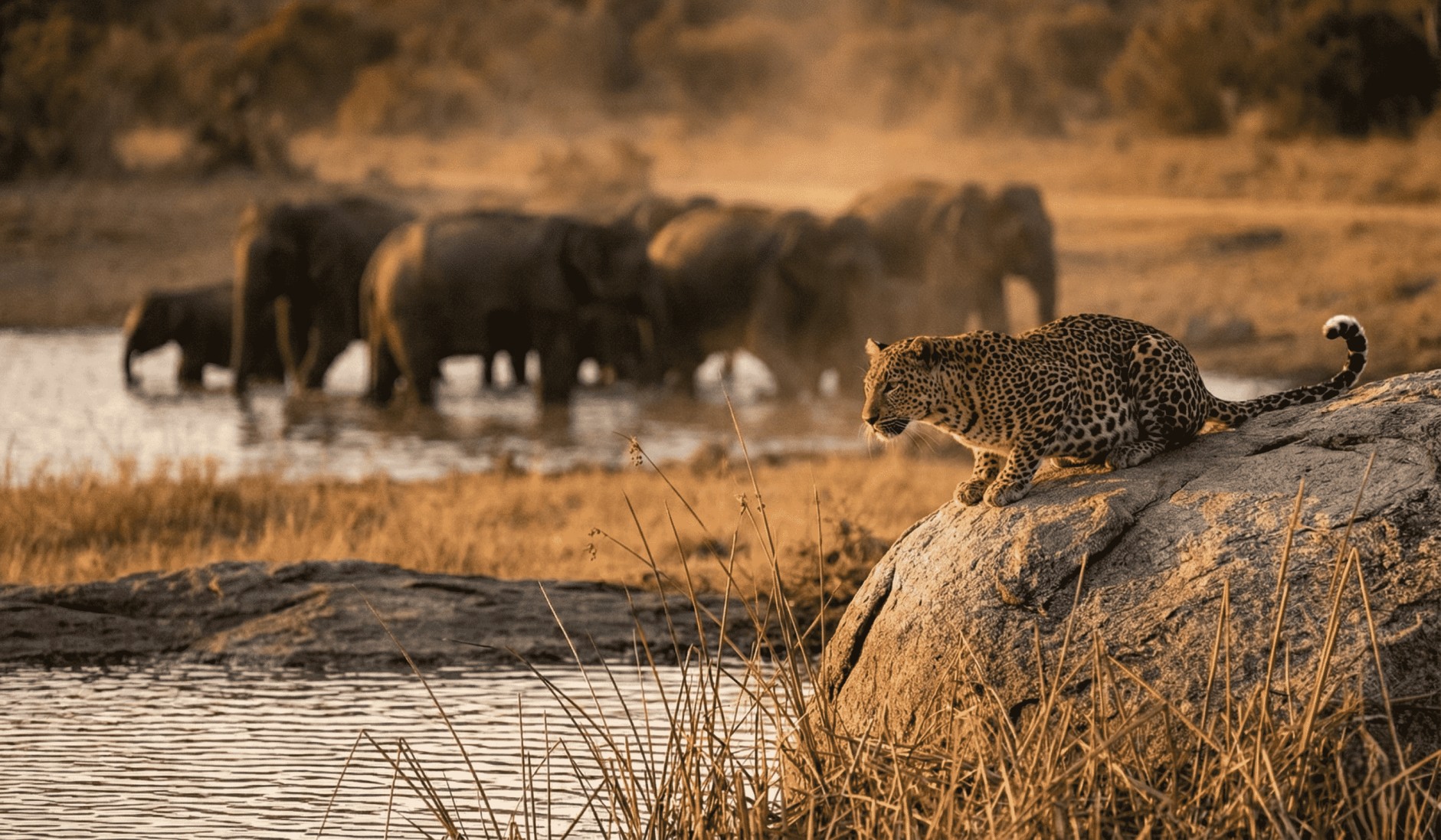 Full-Day Safari – Bundala National Park